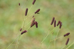 Eryngium ebracteatum