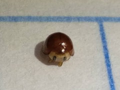 Cryptognatha auriculata