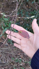 Viburnum luzonicum