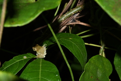 Trachycephalus typhonius