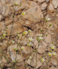 Eremogone macradenia