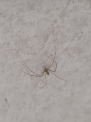 Physocyclus globosus