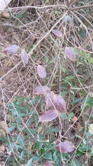 Viburnum luzonicum