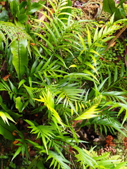 Asplenium scleroprium
