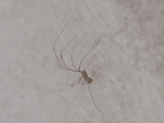 Physocyclus globosus