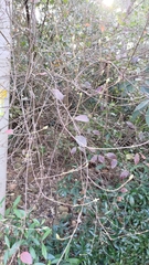 Viburnum luzonicum