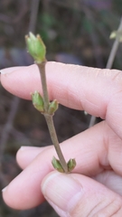 Viburnum luzonicum