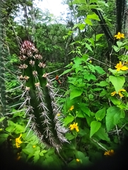 Praecereus euchlorus