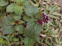 Ageratum conyzoides