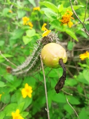 Praecereus euchlorus