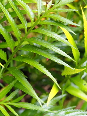 Asplenium scleroprium