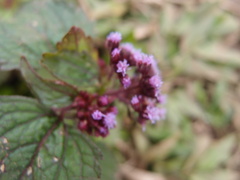 Ageratum conyzoides