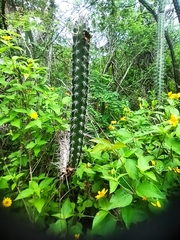 Praecereus euchlorus