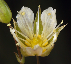 Eremogone macradenia