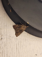 Hypena scabra