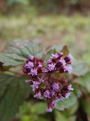 Ageratum conyzoides