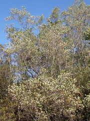 Cliftonia monophylla