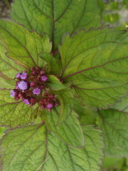 Ageratum conyzoides