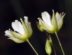 Eremogone macradenia