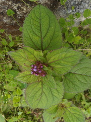 Ageratum conyzoides