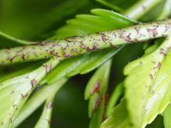 Asplenium scleroprium