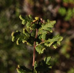 Cheilanthes sieberi sieberi