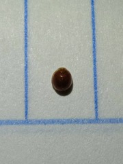 Cryptognatha auriculata