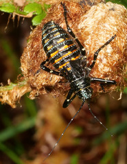 Acripeza reticulata