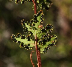Cheilanthes sieberi sieberi