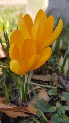 Crocus chrysanthus