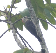 Melanerpes