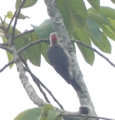 Melanerpes