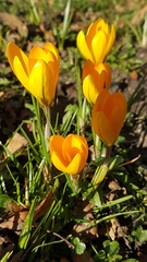 Crocus chrysanthus
