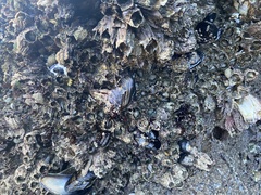 Semibalanus cariosus