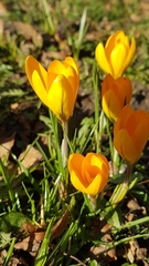 Crocus chrysanthus
