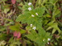 Valeriana chaerophylloides