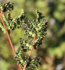 Cheilanthes sieberi sieberi