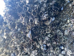 Semibalanus cariosus