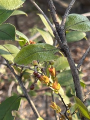 Camellia sasanqua