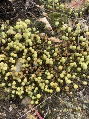Asterella palmeri