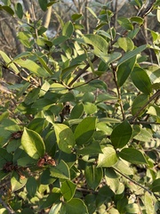 Camellia sasanqua