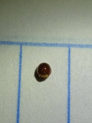 Cryptognatha auriculata