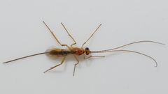 Macrocentrinae
