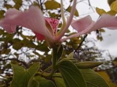 Bauhinia monandra