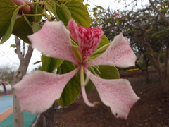Bauhinia monandra
