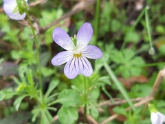 Viola bicolor