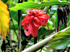 Etlingera elatior