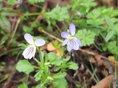 Viola bicolor