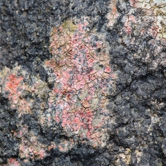 Marchandiomyces corallinus