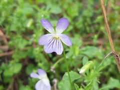 Viola bicolor